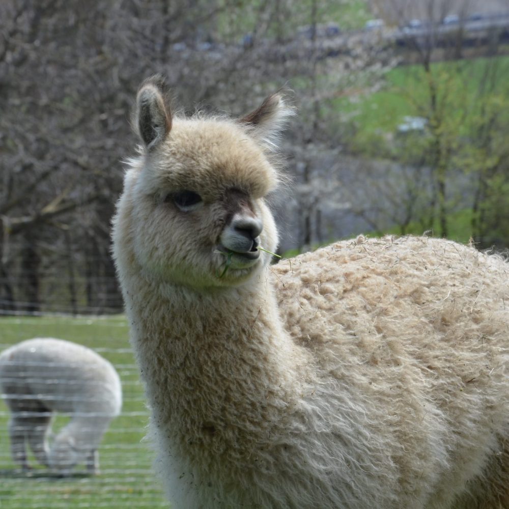alpaka-fohlen-cria alpaka-fohlen-cria